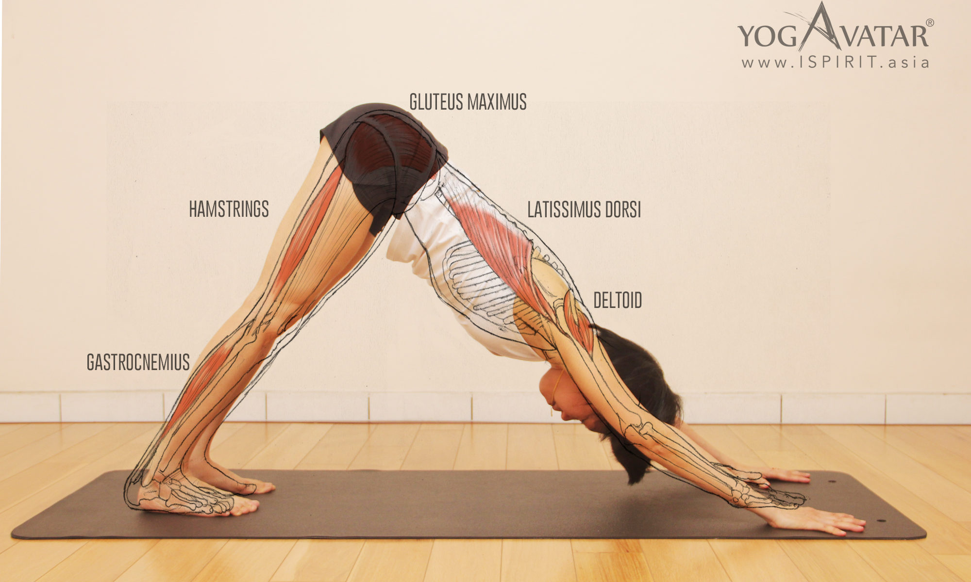 Muscles Used in Crow Pose... @ekamyogashala #yoga #asana #posture #crowpose  #yogapose #yogateacher #anatomy #muscles #yo… | Yoga anatomy, Yoga asanas,  Aerial yoga